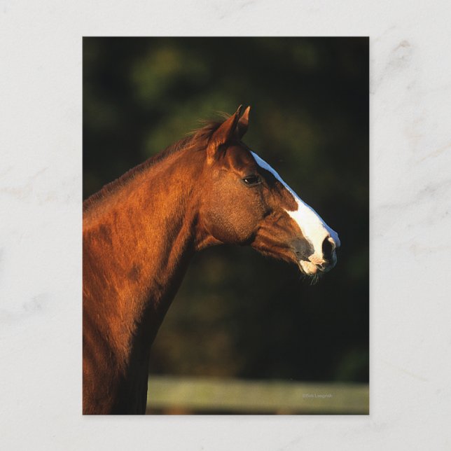 Cartão Postal Headshot do cavalo do puro-sangue (Frente)