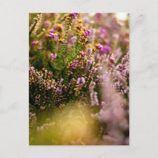 Cartão Postal Heather Grouse Floral Natureza Outon