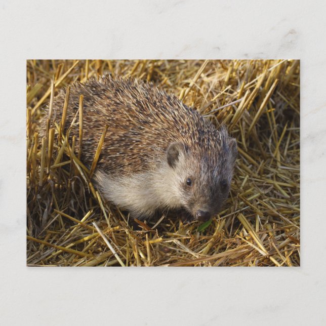 Cartão Postal Hedgehog (Frente)