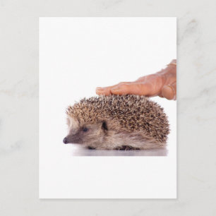 Cartão Postal Hedgehog