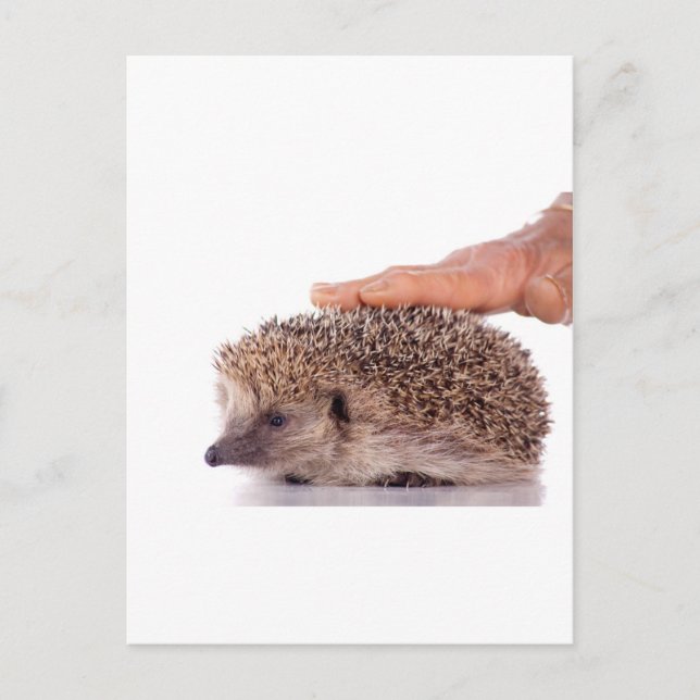 Cartão Postal Hedgehog (Frente)