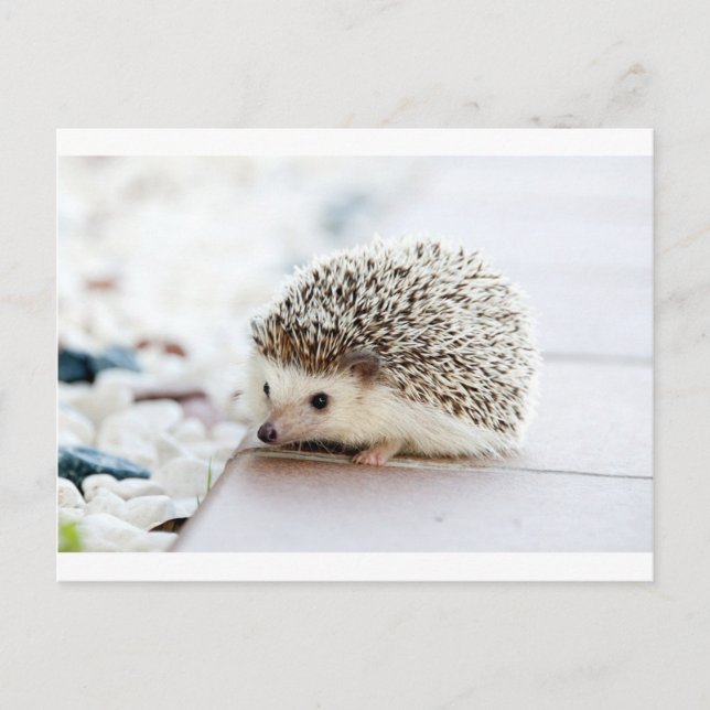 Cartão Postal Hedgehog (Frente)