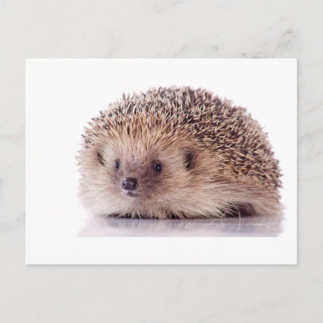 Cartão Postal Hedgehog (Frente)