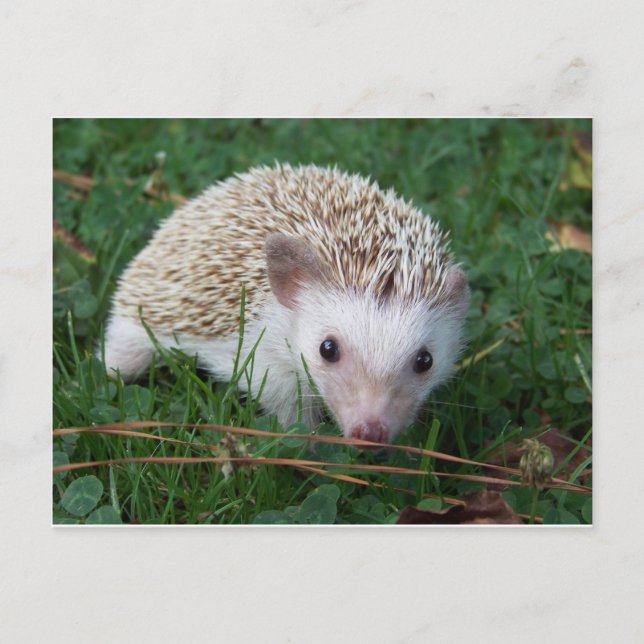 Cartão Postal Hedgehog (Frente)