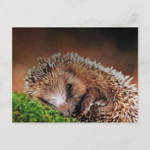 CARTÃO POSTAL HEDGEHOG