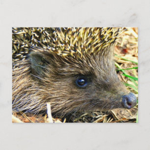 Cartão Postal Hedgehog