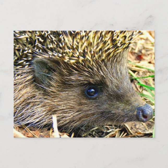 Cartão Postal Hedgehog (Frente)