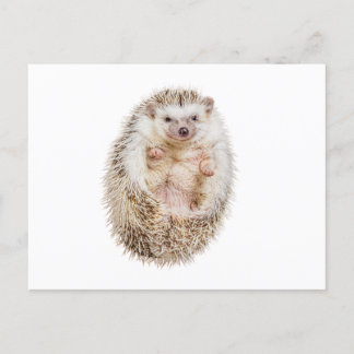 Cartão Postal Hedgehog