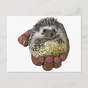 Cartão Postal Hedgehog