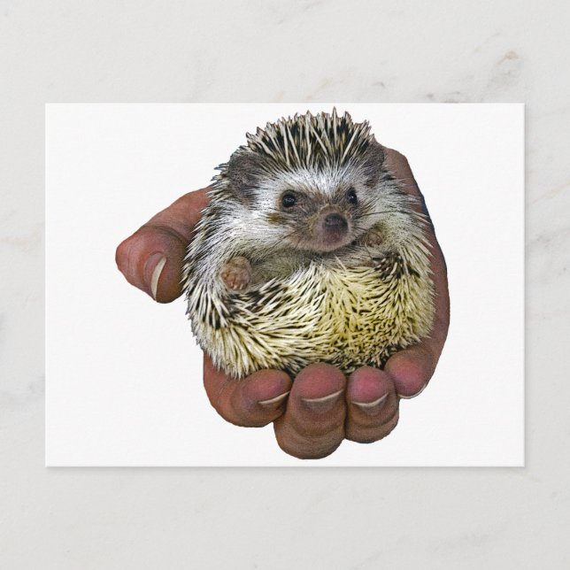 Cartão Postal Hedgehog (Frente)