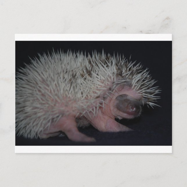 Cartão Postal Hedgehog Baby (Frente)