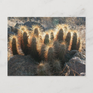 Cartão Postal Hedgehog cactus no habitat do deserto