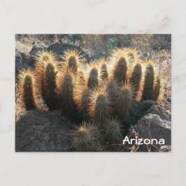 Cartão Postal Hedgehog cactus no habitat do deserto
