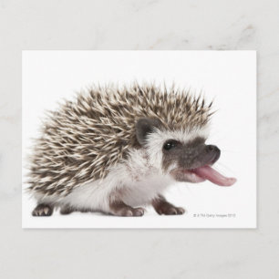 Cartão Postal Hedgehog de quatro dedos - Atelerix albiventris