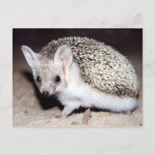 Cartão Postal Hedgehog - O Mamífero Espinoso