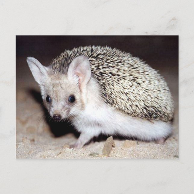 Cartão Postal Hedgehog - O Mamífero Espinoso (Frente)