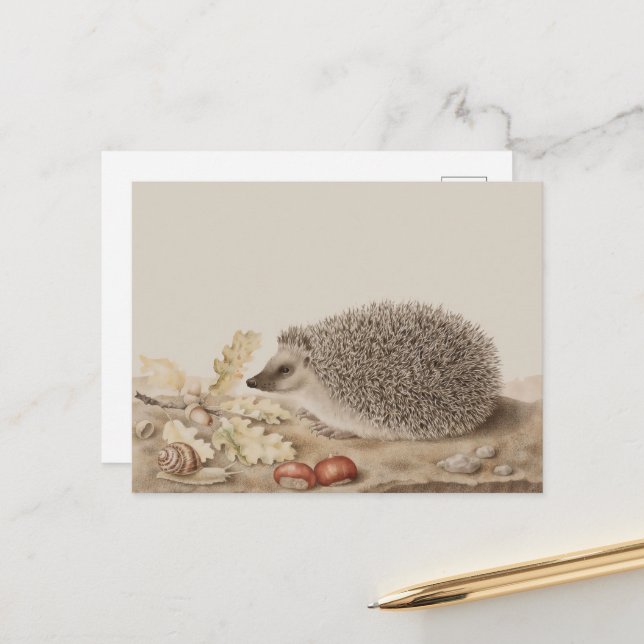 Cartão Postal Hedgehog por Giovanna Garzoni (Frente/Verso In Situ)