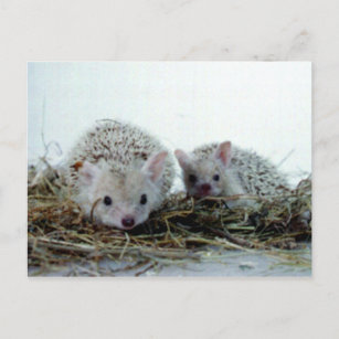 Cartão Postal Hedgehogs como animais de estimação