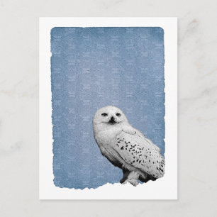 Cartão Postal Hedwig 2