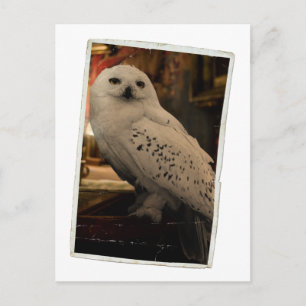 Cartão Postal Hedwig 3