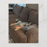 Heeler azul esperando o Pai chegar em casa