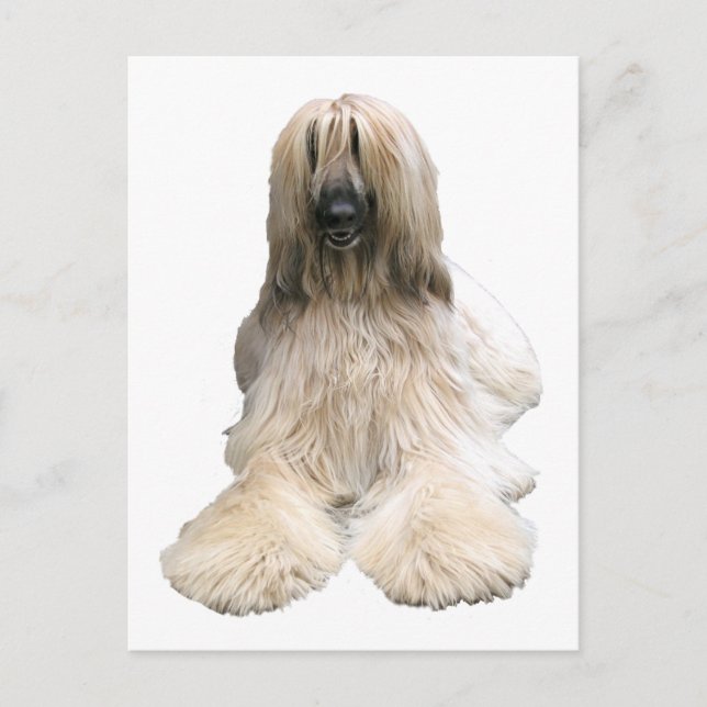 Cartão Postal Helaine's Afghan (Frente)