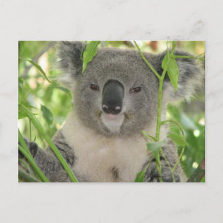Cartão Postal Helaine's Koala Bear