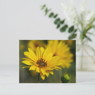 Cartão Postal Helênio de margarida amarela