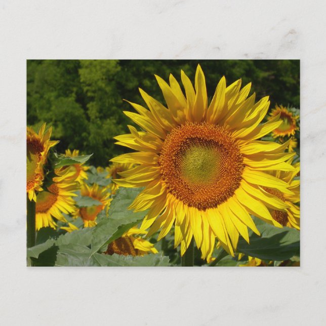 Cartão Postal Helianthus annuus (Frente)