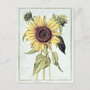Cartão Postal Helianthus Annuus do "Velins du Roi Vol.36"