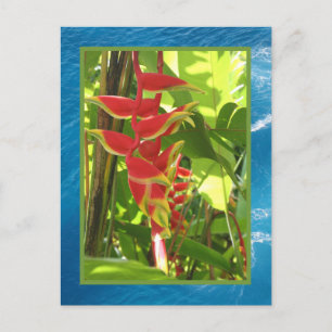 Cartão Postal Heliconia rostrata