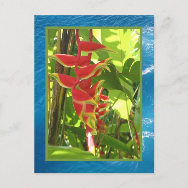 Cartão Postal Heliconia rostrata (Frente)