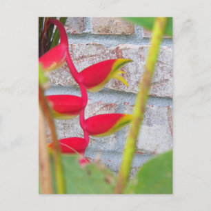Cartão Postal Heliconia Rostrata Flor de Garra de Lagosta