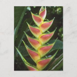 Cartão Postal Heliconias, Heliconia walkeriana), La Selva