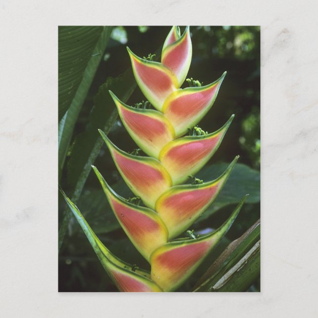 Cartão Postal Heliconias, Heliconia walkeriana), La Selva (Frente)