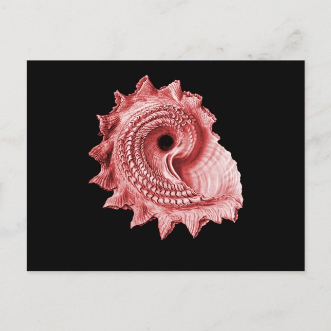 Cartão Postal Heliotropium de Astraea (Frente)