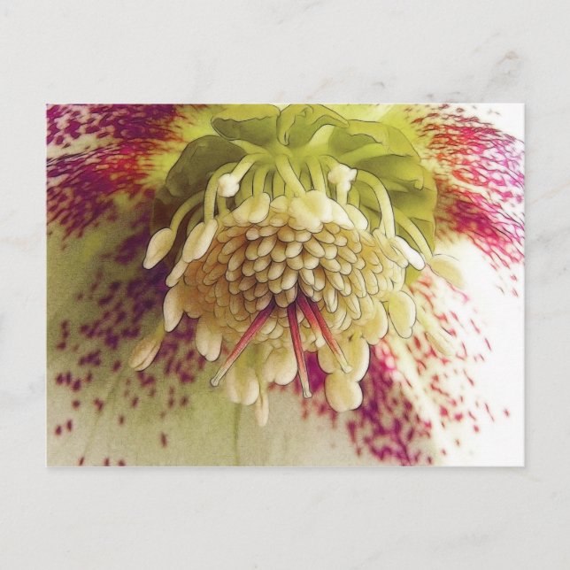 Cartão Postal Helleboreto Branco E Roxo (Frente)