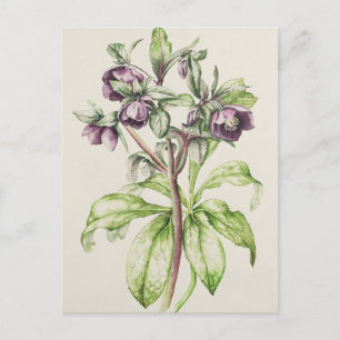 Cartão Postal Helleborus Orientalis, de Helen Ballard