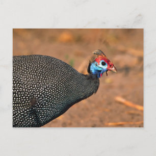 Cartão Postal Helmeted Guiné Fowl (Numida meleagris). África,