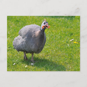 Cartão Postal Helmeted Guineafowl sobre a relva