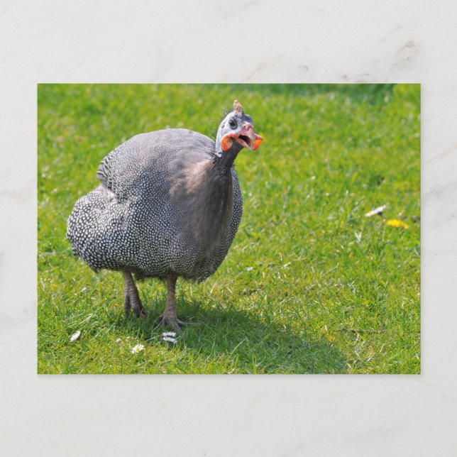 Cartão Postal Helmeted Guineafowl sobre a relva (Frente)