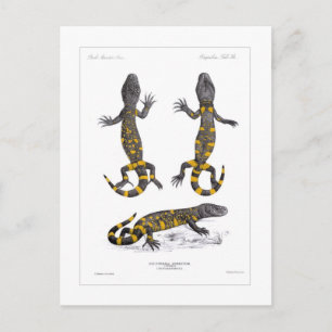 Cartão Postal Heloderma Horridum (Beaded Lizard)