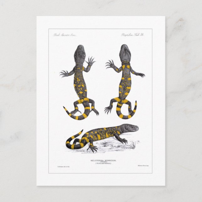 Cartão Postal Heloderma Horridum (Beaded Lizard) (Frente)