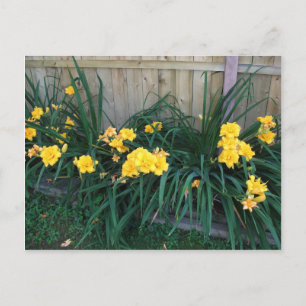Cartão Postal Hemerocallis