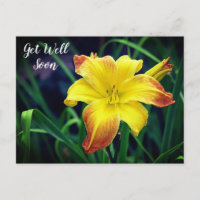 Hemerocallis Amarelo e Laranja Desejamos Melhoras