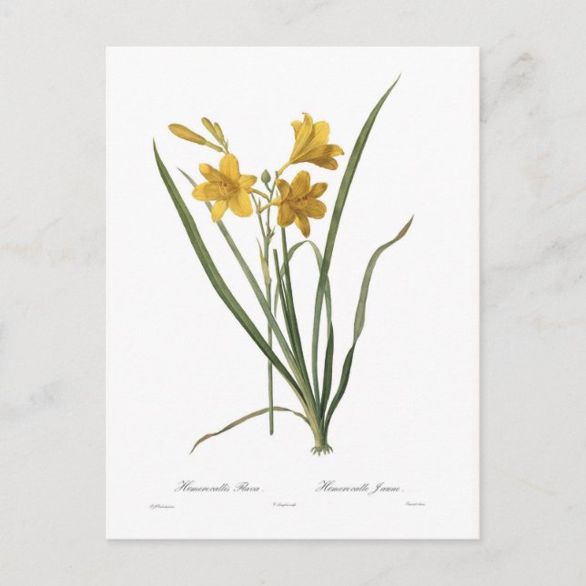 Cartão Postal Hemerocallis flava (Frente)