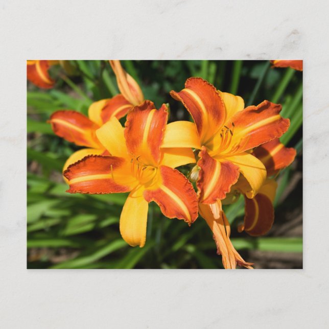 Cartão Postal Hemerocallis fulva (Frente)
