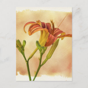 Cartão Postal Hemerocallis - Hemerocallis