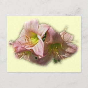 Cartão Postal Hemerocallis Rosa Elegantes