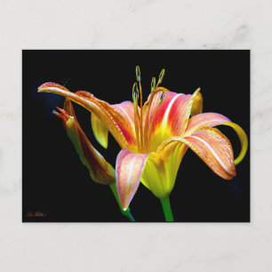 Cartão Postal Hemerocallis Selvagem em uma Caminhada Escura pela